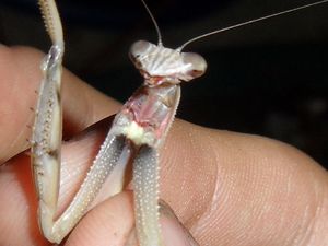 갈색 아성체 암컷 왕사마귀. 다리 사이의 반점은 노란색이며, 좁은날개사마귀의 주황색과 비교된다.