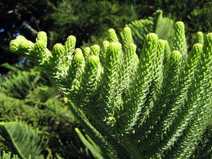 아라우카리아 헤테로필라(Araucaria heterophylla)