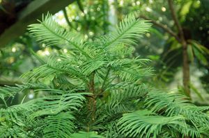 월레미 노빌리스(Wollemia nobilis)