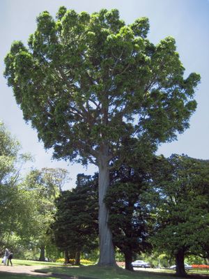 공원에 심어진 나기모도키속