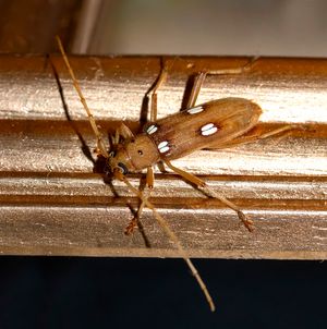 옅은 갈색 하늘소에 흰 반점