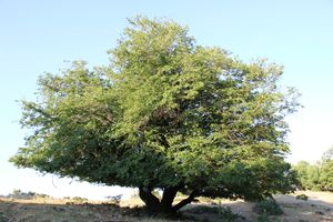Carpinus austrobalcanica (남부 발칸 서어나무, 2024년에 처음 기술됨)
