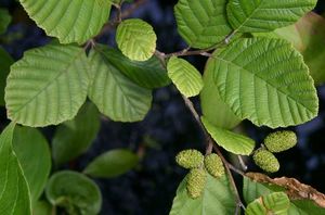 얼룩말 오리나무(Alnus incana subsp. rugosa) 잎