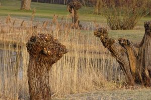 베를린 브리처 가든 수간 손질된 버드나무, 2018년 3월 봄