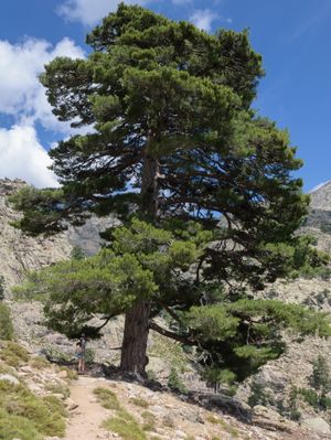 코르시카에 있는 Pinus nigra var. corsicana—코르시카흑송.