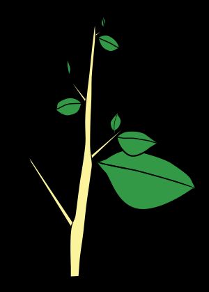 가시는 변형된 줄기이며 싹에서 발생한다