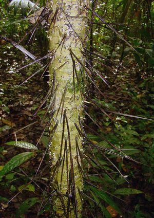 크리오소필라(Cryosophila) 종의 줄기에 있는 "뿌리 가시".