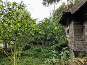 서수마트라 주 아감 군에 있는 농촌의 페카랑안