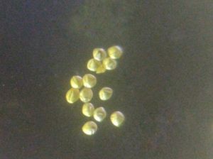 C. sinensis의 꽃가루