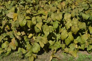 단바 검은콩 콩밭