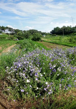 입북동의 소규모 농지
