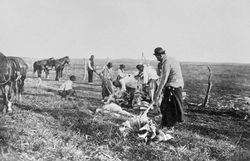 1905년 아르헨티나 라팜파에서 볼라로 레아를 사냥하는 가우초 그룹