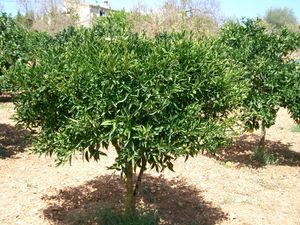 마요르카의 지중해 귤(Citrus × deliciosa) 재배지