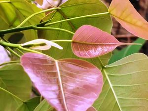 보리수나무(Ficus religiosa)의 턱잎. 흰색 턱잎은 새 잎과 새 턱잎을 포함한다.