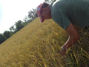 마하사라캄주 시골의 논에서 익어가는 벼.