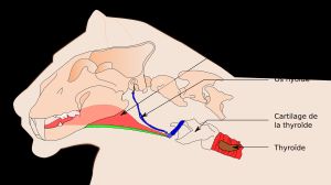 사자의 설골 구조. 위에서부터 혀(langue), 설골(os hyoïde), 갑상선 연골(cartilage de la thyroïde), 갑상선(thyroïde)을 보여준다. 과거에는 이 설골의 골화 정도가 포효/가르랑 능력과 관련있다고 여겨졌다.