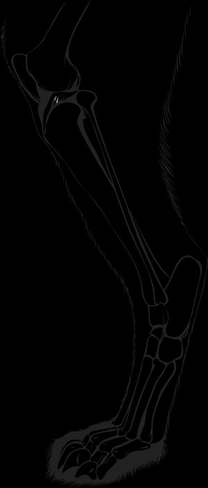 발가락으로 움직이는 자세에서 고양이의 골격 다리 해부학