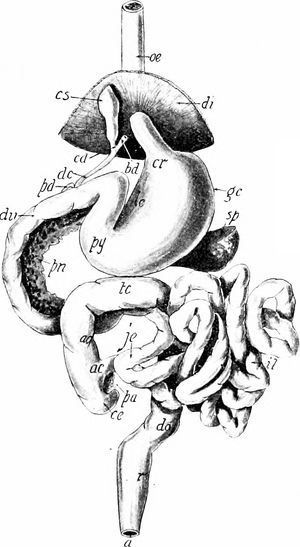 고양이 소화 시스템 다이어그램