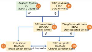 스펠트는 빵 밀과 엠머 밀의 잡종으로 기원했을 가능성이 높다.