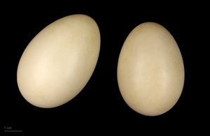 청머리오리의 알