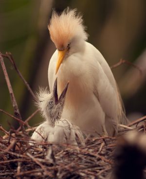 아펜호이얼 동물원에서 새끼에게 먹이를 주는 성체