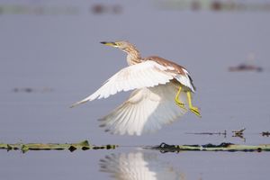겨울 깃털을 한 성체의 이륙