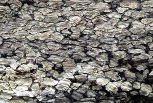 옹진 소청도 스트로마톨라이트 및 분바위