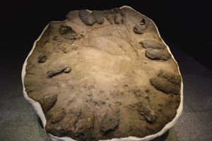 신안 압해도 수각류 공룡알 둥지 화석