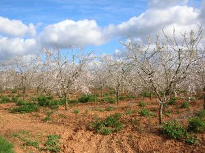 마요르카 섬의 아몬드 밭