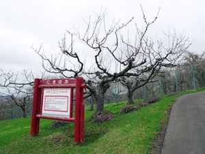 니키의 나무 (농촌공원 후르츠파크)