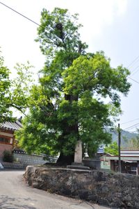 시례리에 있는 어느 느티나무