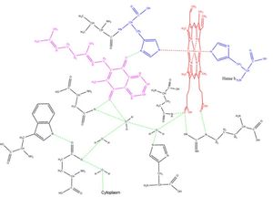메나퀴논 결합 부위와 제안된 물 양성자 경로