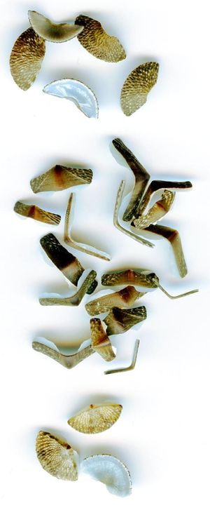 네비스 해변에서 떠내려온 Chiton tuberculatus의 느슨한 판(조각), 머리 판이 위, 꼬리 판이 아래