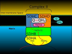 석신산 탈수소효소의 소단위체. SDHA는 녹색, SDHB는 청록색, SDHC는 자홍색, SDHD는 노란색이다. SDHC와 SDHD 주변에는 인지질 막이 있다.