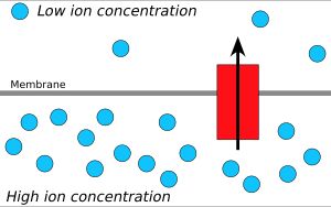 화학삼투에서 이온은 막을 가로질러 전기화학적 기울기에 따라 이동한다.