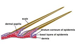 천산갑 비늘의 구조
