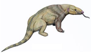 메타케이로미스