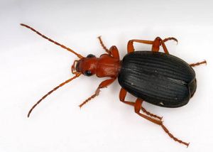 노스캐롤라이나에서 발견된 전형적인 폭탄먼지벌레(Brachininae: Brachinini)인 Brachinus 종