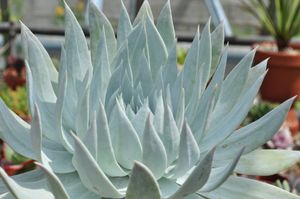 Dudleya brittonii의 다육 잎은 표면에 에피큐티큘러 왁스가 코팅되어 있어 흰색 '가루'처럼 보인다.
