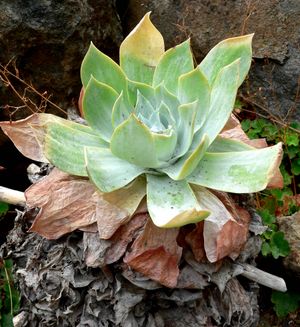 Dudleya pulverulenta는 '분필 상추'라고 불리며, 다육질 잎에 분필 같은 왁스가 덮여 있다.