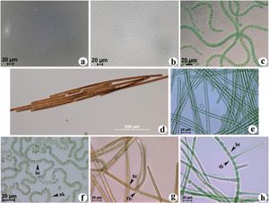 • 단세포: (a) Synechocystis 및 (b) Synechococcus elongatus • 비-이형세포: (c) Arthrospira maxima • 가짜 또는 비분지 이형세포: (f) Nostoc • 진정한 분지 이형세포: (h) Stigonema