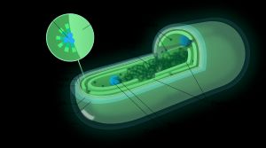전형적인 남세균 세포의 도해