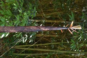 왕대의 죽순. 원줄기 잎집(죽피)에는 짙은 검은 반점이 있고 털이 없다.