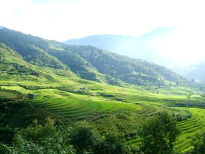 Trạm Tấu 현의 벼농사