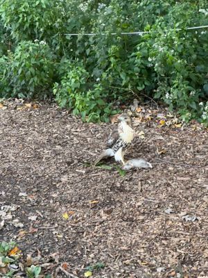 프로스펙트 공원에서 먹이를 물고 있는 붉은꼬리매