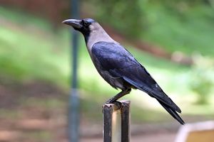 집까마귀( Corvus splendens) 방갈로르, 인도