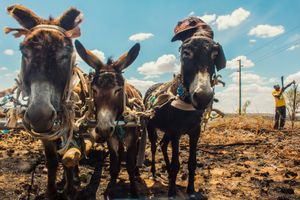 시골 지역에서 나무를 줍는 남자와 그의 당나귀들