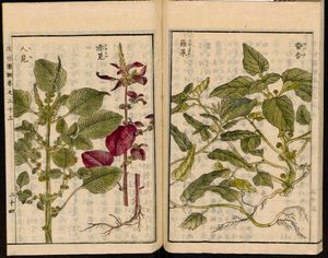 세이케이 주세츠(Seikei Zusetsu, 1804)에 실린 아마란서스 트리컬러의 삽화