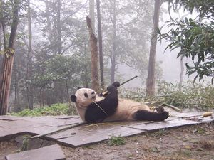 비펑샤 판다 기지에서 자이언트 판다