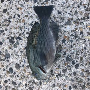 벵에돔 2018.9.11 波崎新港